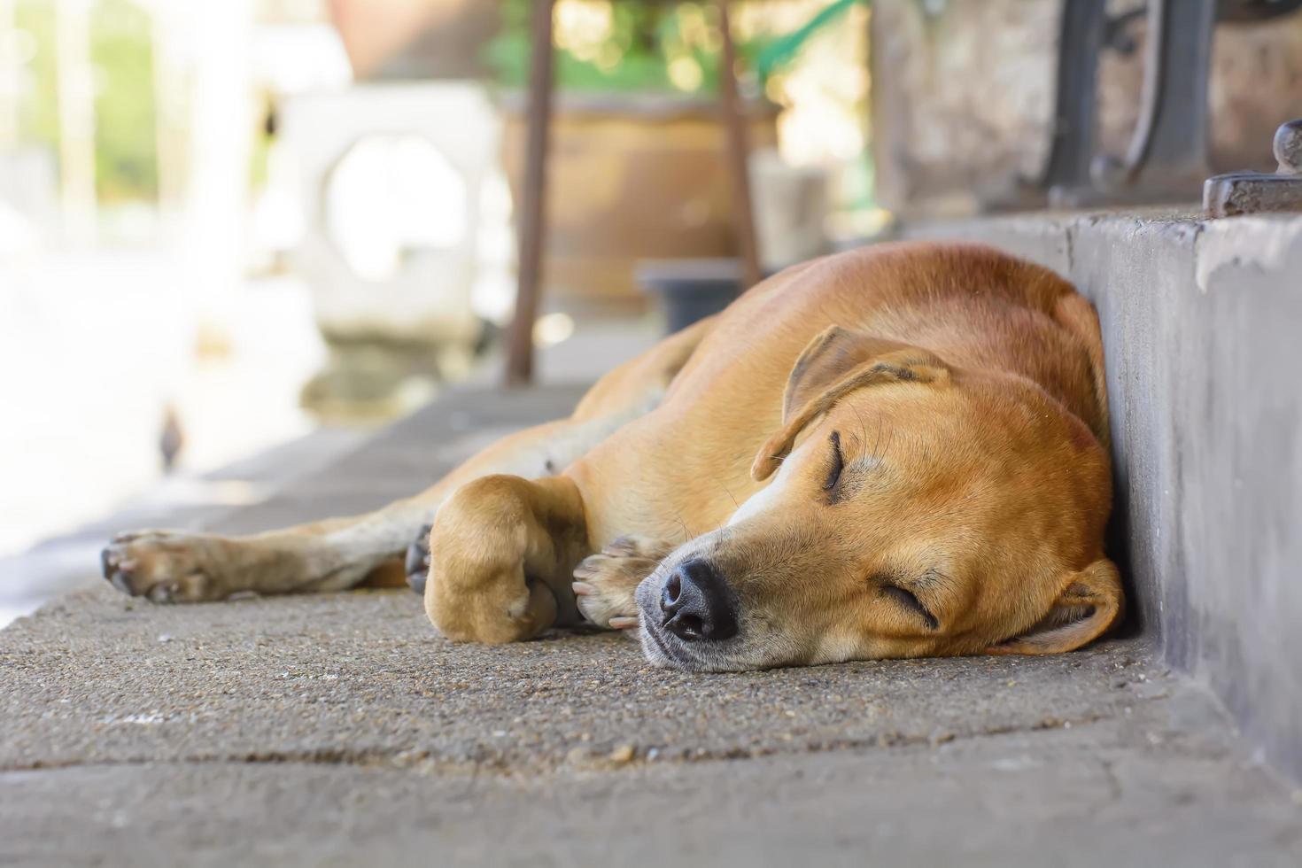 The dog sleep photo