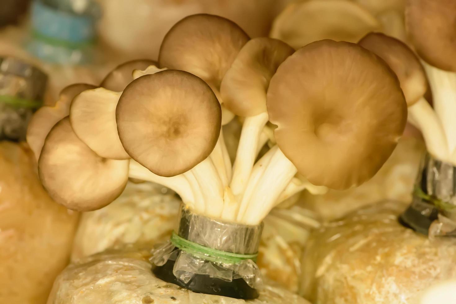 Mushroom in the bag photo