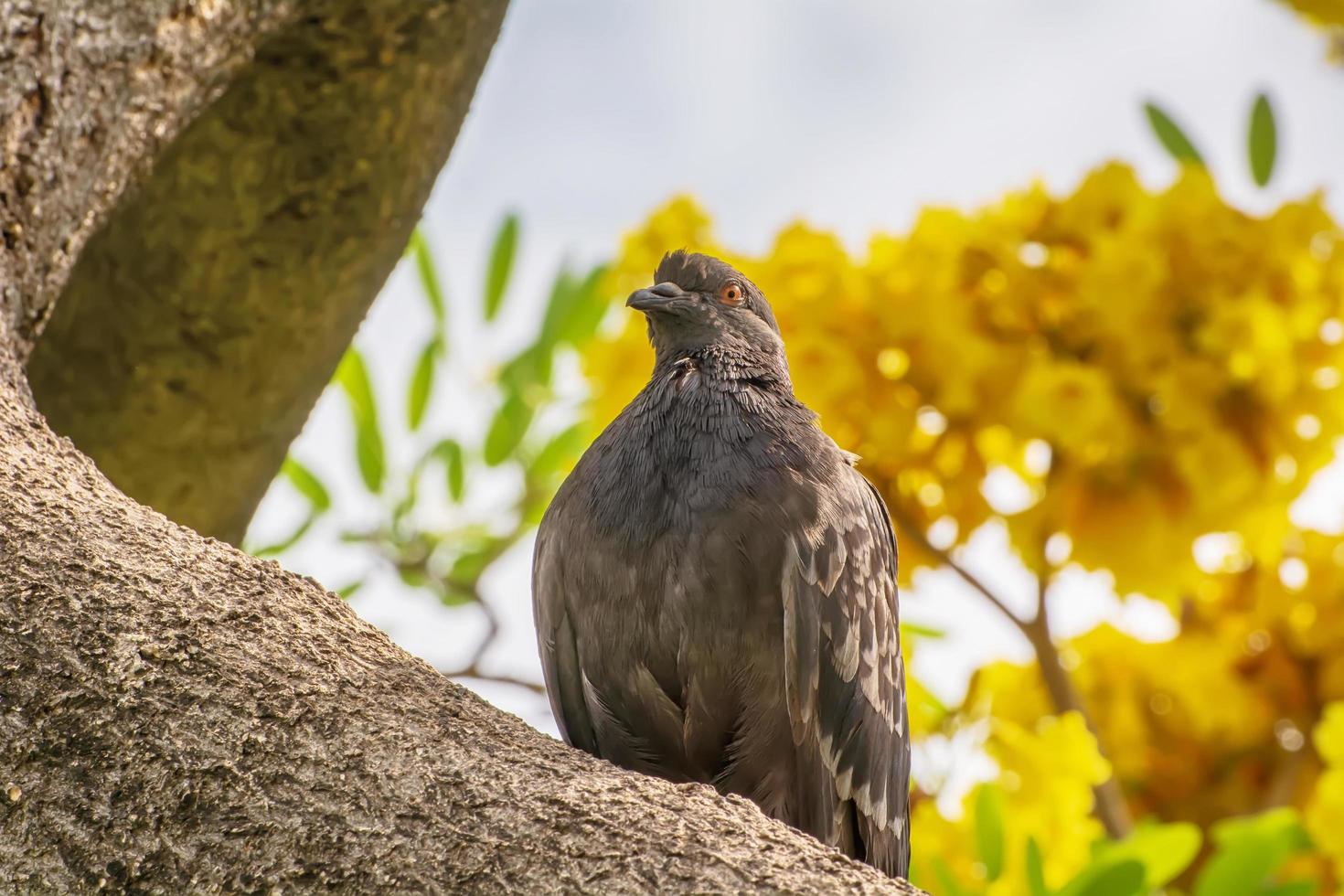 Pigeon on the branch photo