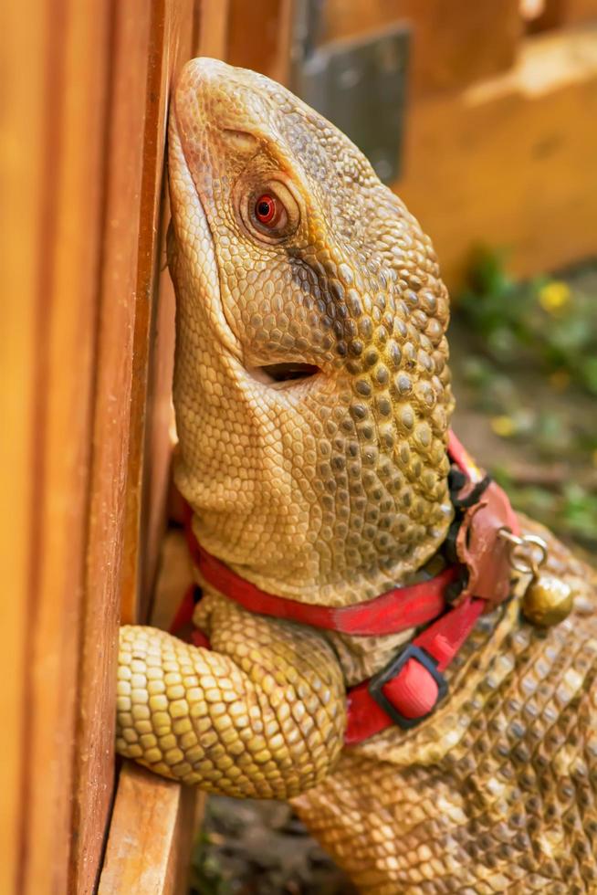 The monitor lizard on a nature background. photo