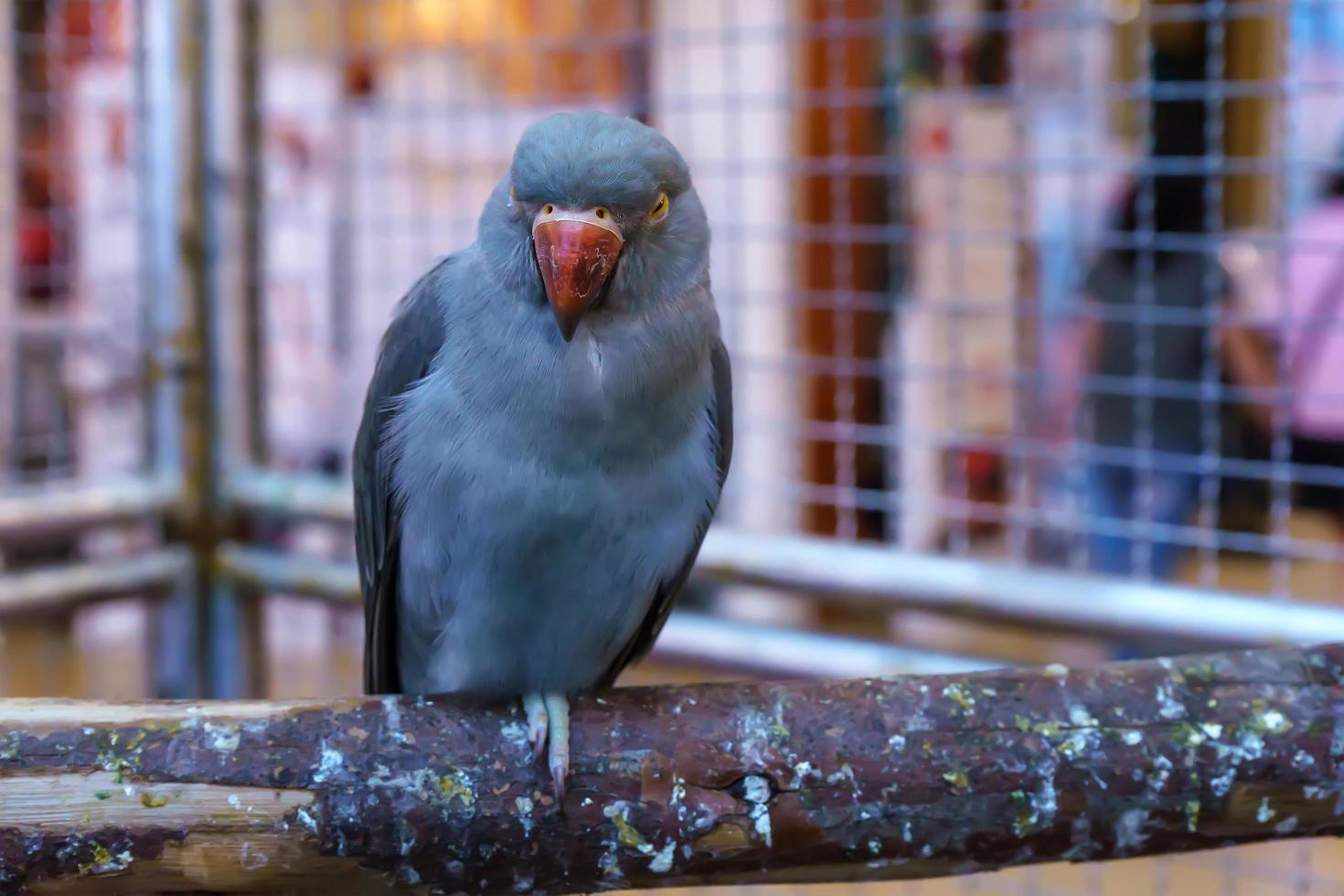 Parrots standing sleep on the timber. photo