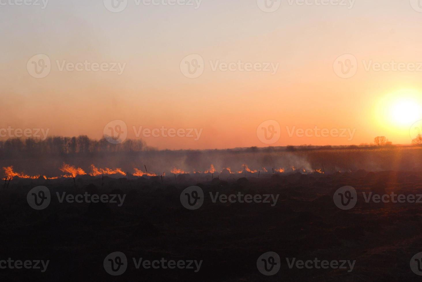 The grass burns in a meadow. Ecological catastrophy. Dangerous wildfire going to meadow under sunset sky. Forest fire destroy the forest and steppe. Causes of global warming, air pollution photo