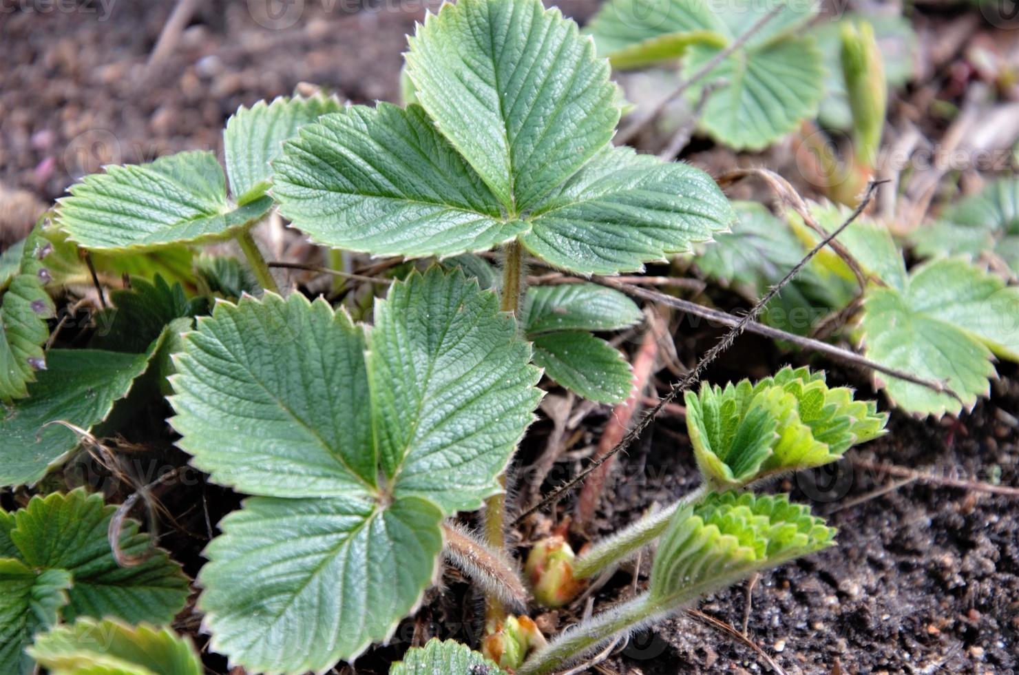 strawberries are planted in the spring in the bed. Strawberry leaves without berries photo