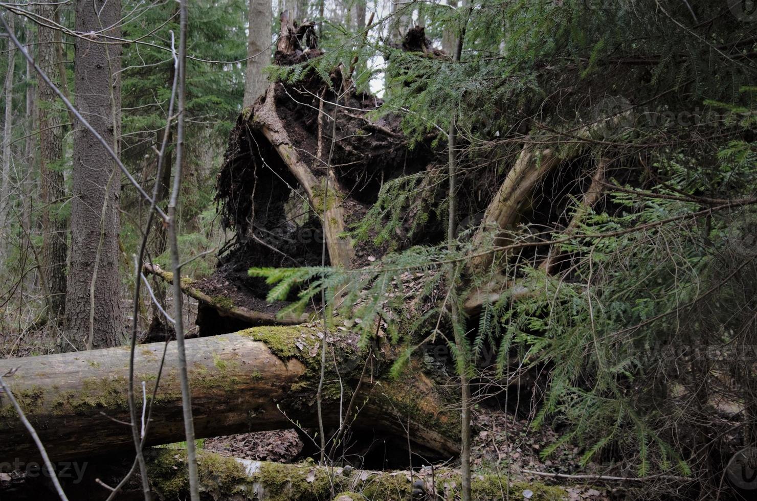 a fallen large tree in the forest. The tree has large roots photo