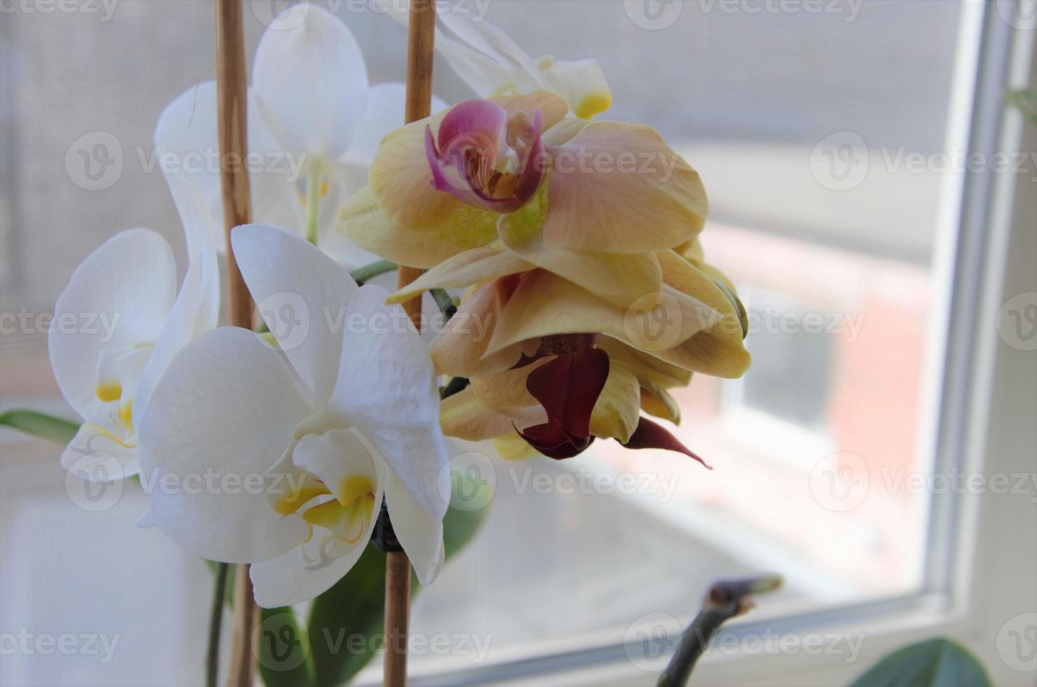 orchid flowers on the windowsill, office or home decoration photo