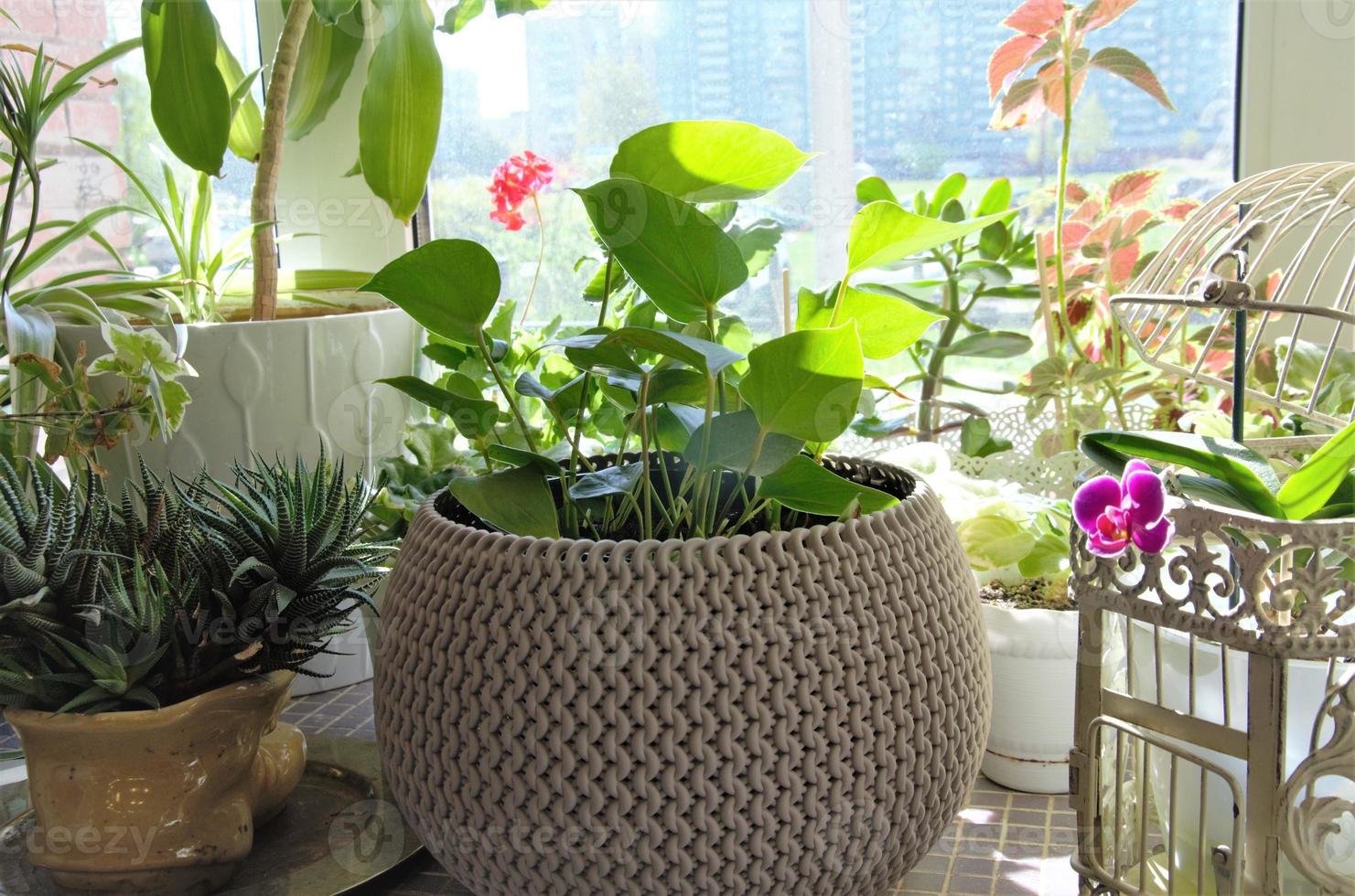 window sill with flowers in a pot, decoration of the office, home photo