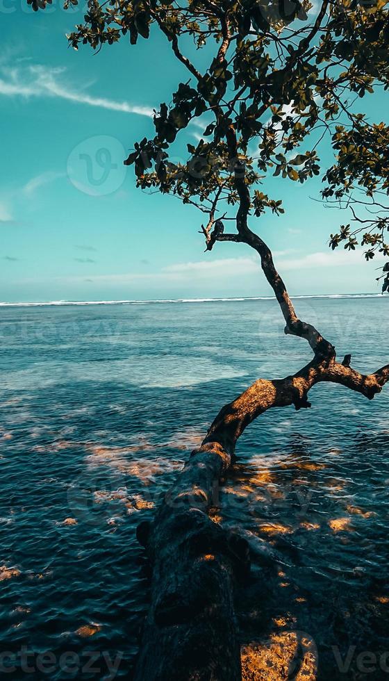 tree by the beautiful beach photo