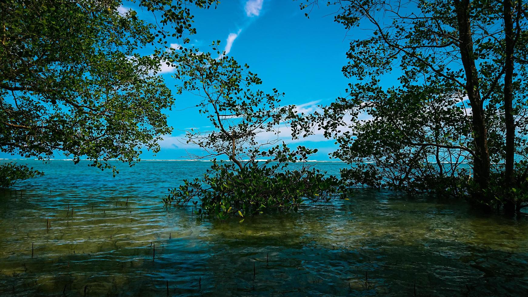 Mangrove tree by the beach photo