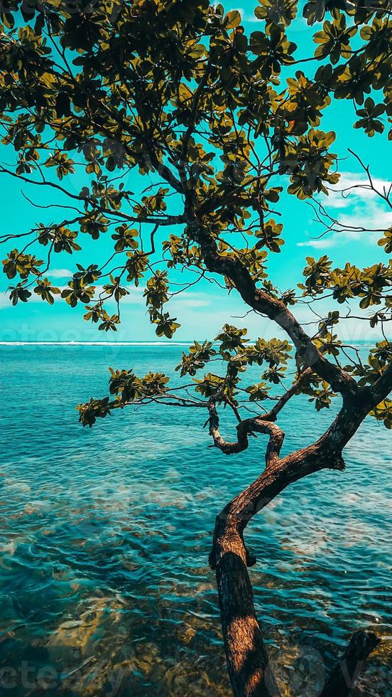 tree by the beautiful beach photo