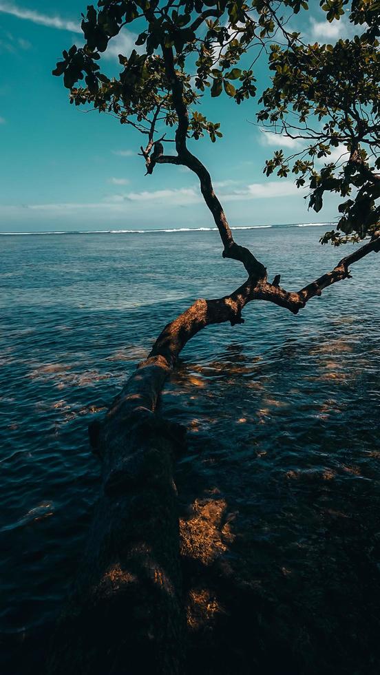 tree by the beautiful beach photo