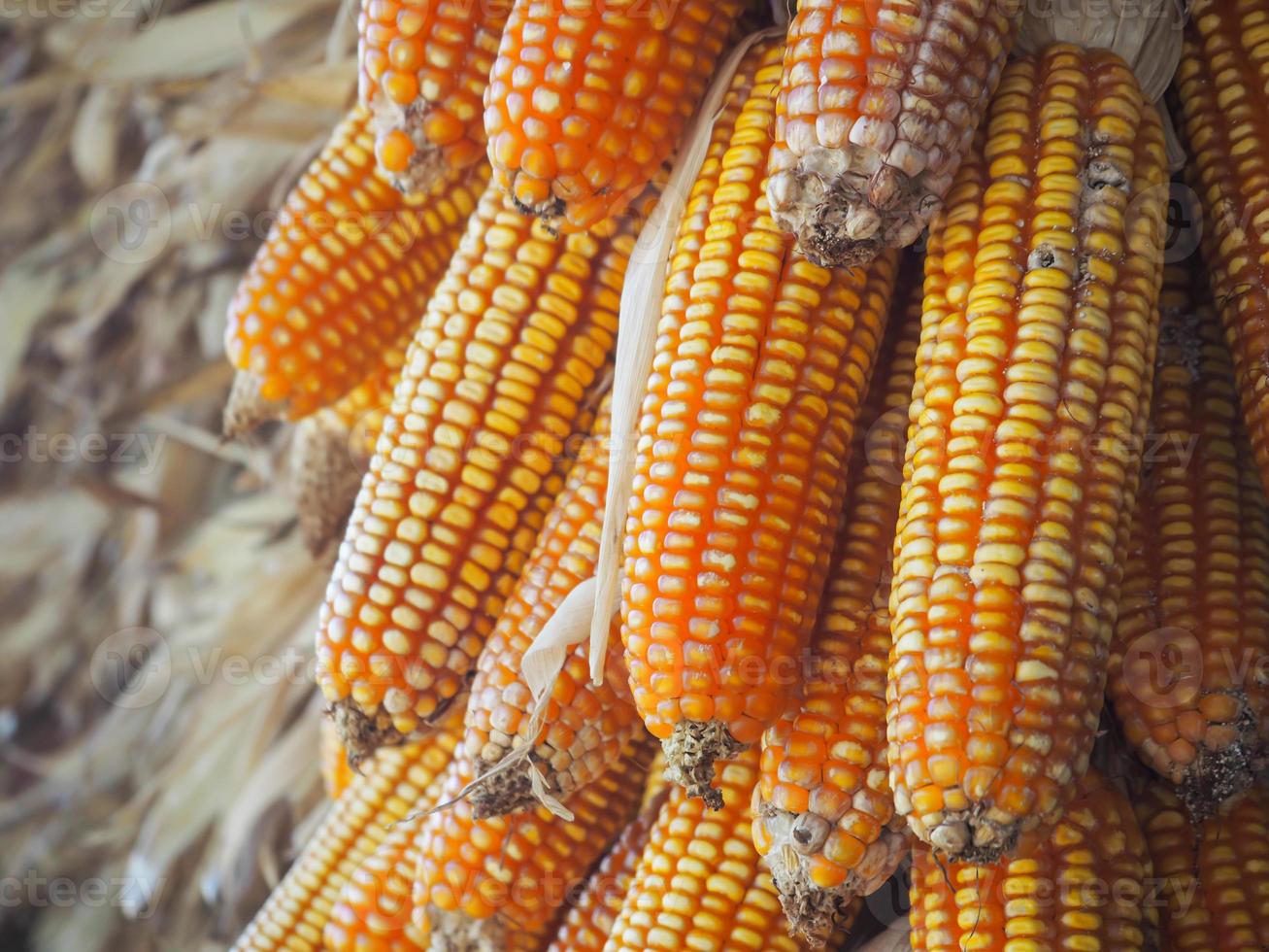 Ripe dried corn cobs hanging outside a barn photo