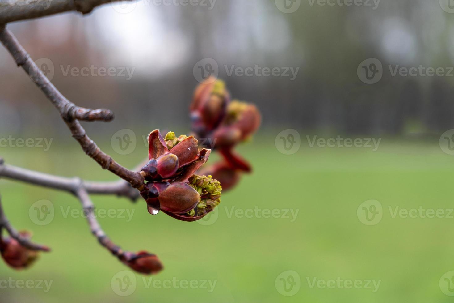 Horse chestnut branch with buds and young leaves. photo