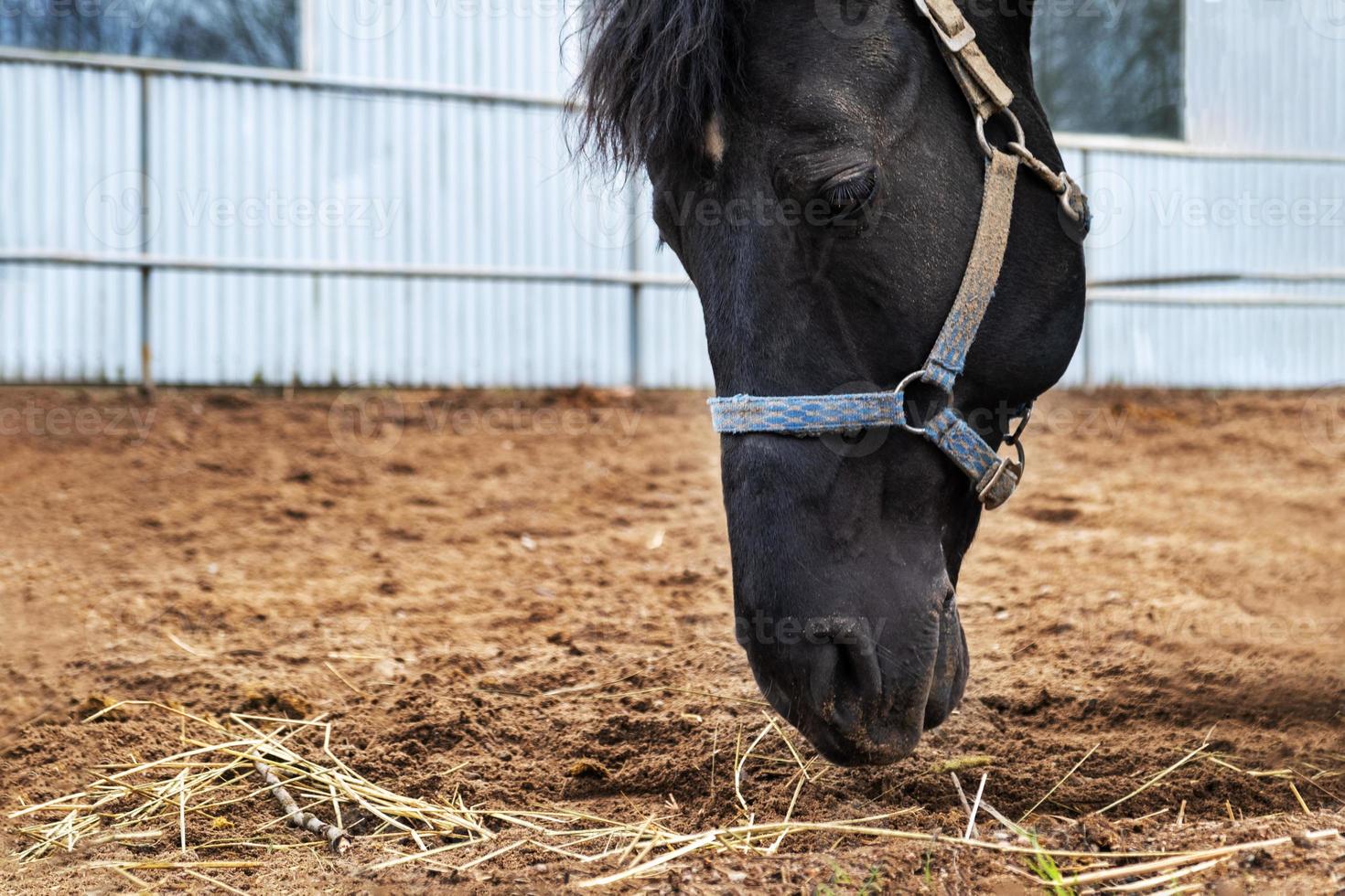 lose-up of the head of a bay horse in a paddock. photo