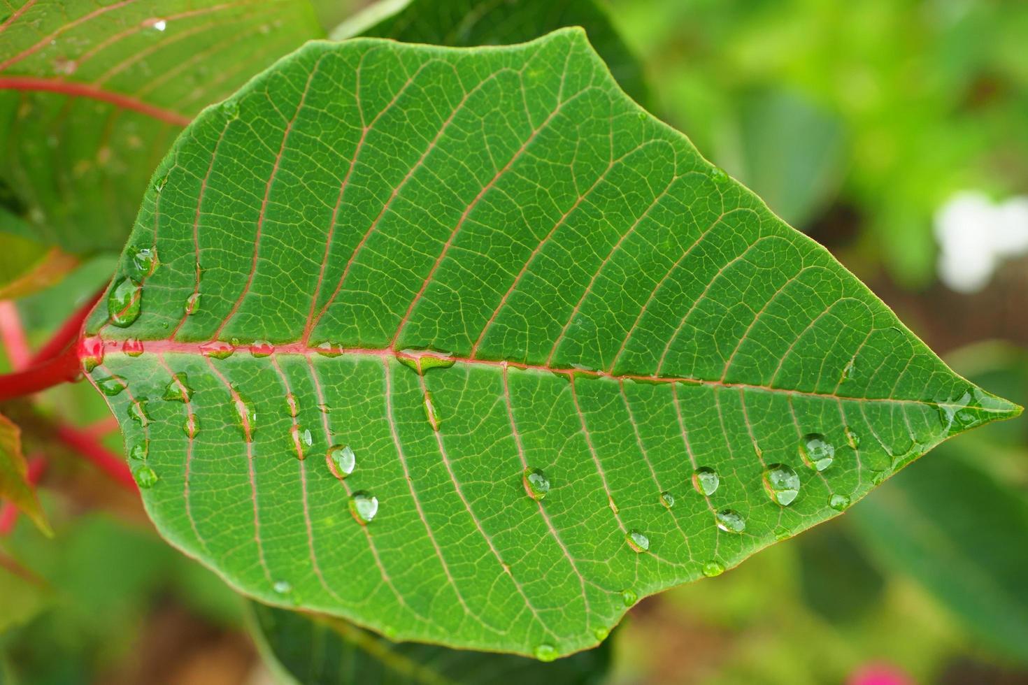 Water droplets on leaves background photo