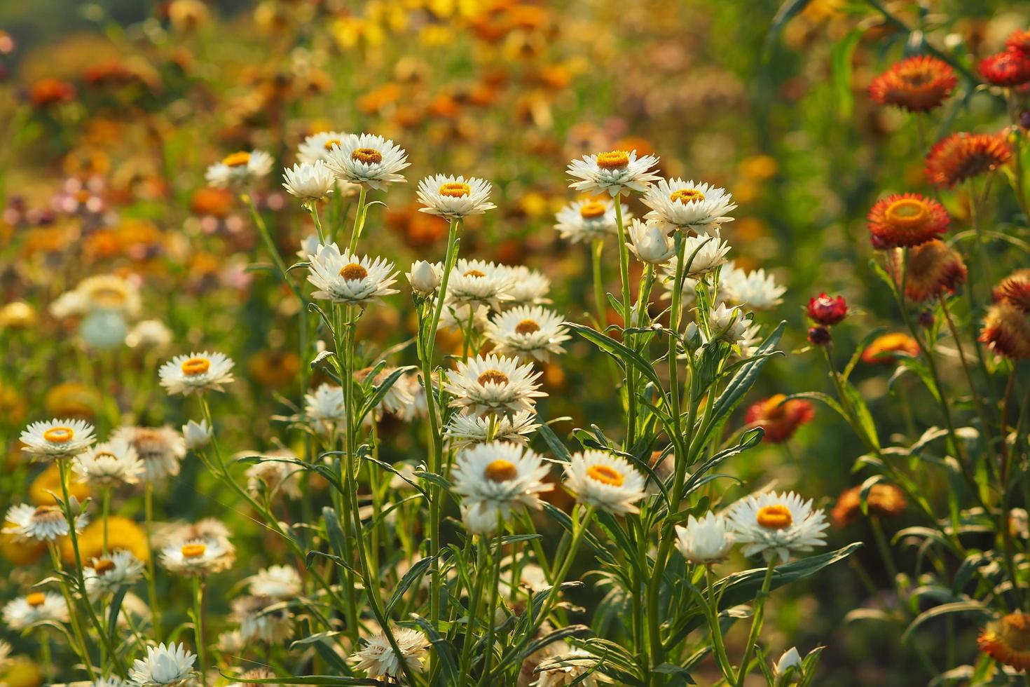 flores de paja en la montaña por la mañana. foto