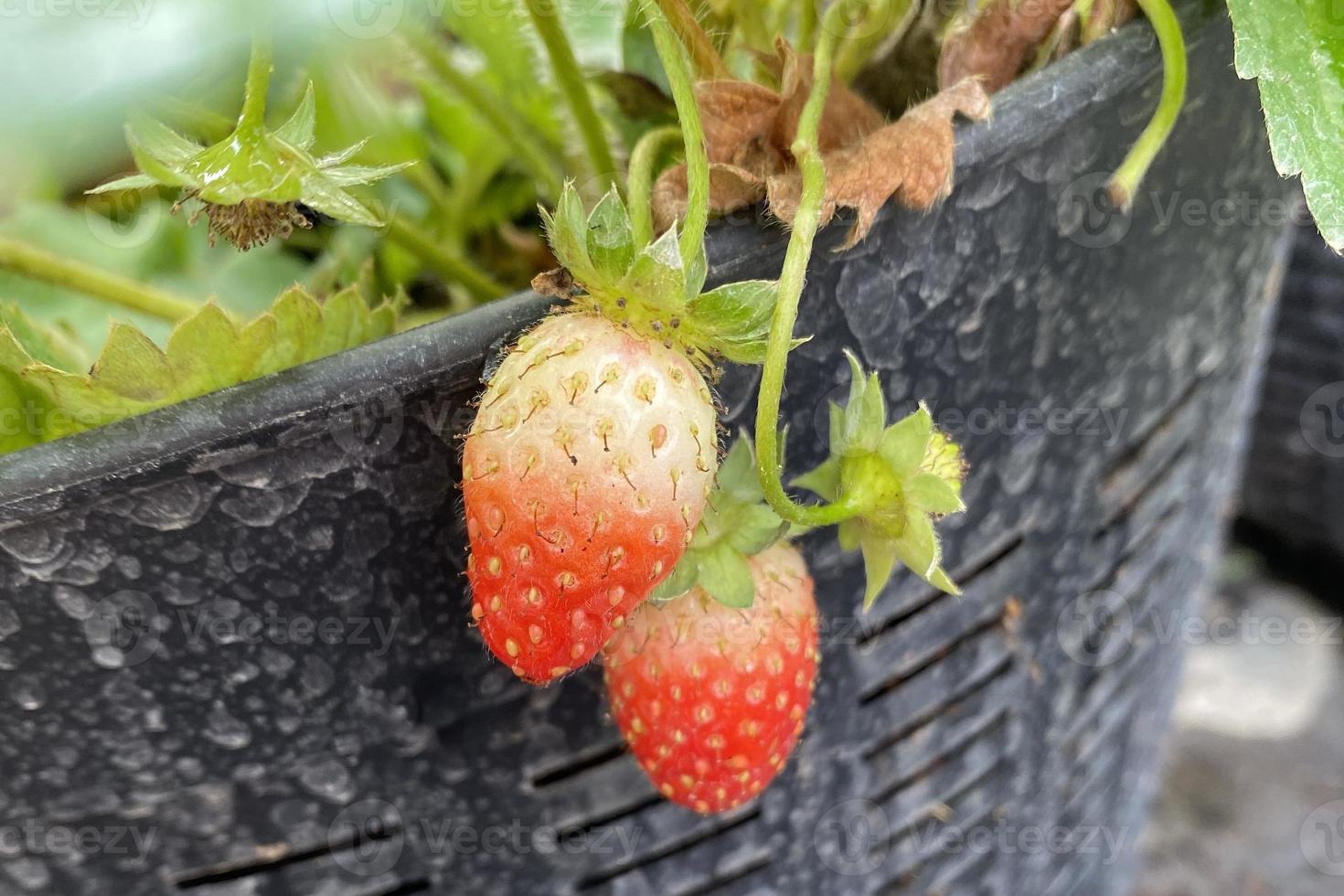 strawberry on the farm photo