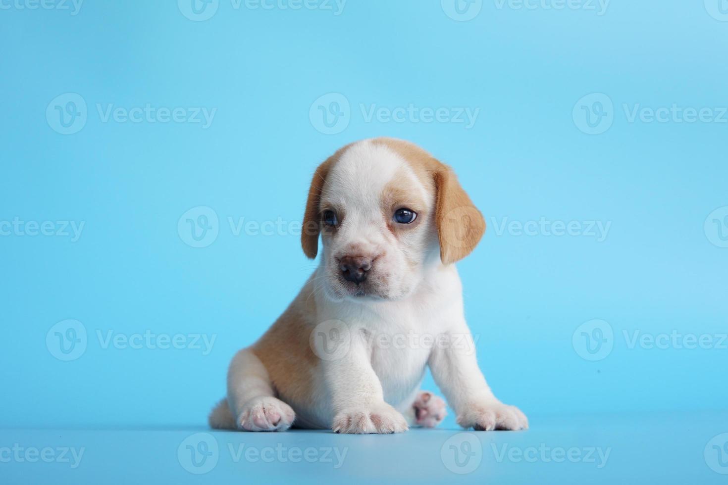 adorable beagle sobre fondo de pantalla azul. Los beagles se utilizan en una variedad de procedimientos de investigación. la apariencia general del beagle se asemeja a un raposero en miniatura. Los beagles tienen excelentes narices. foto