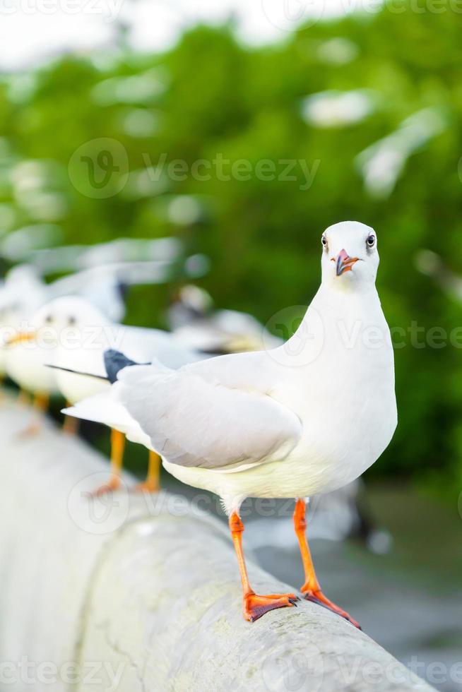 bandada de gaviotas en la naturaleza foto