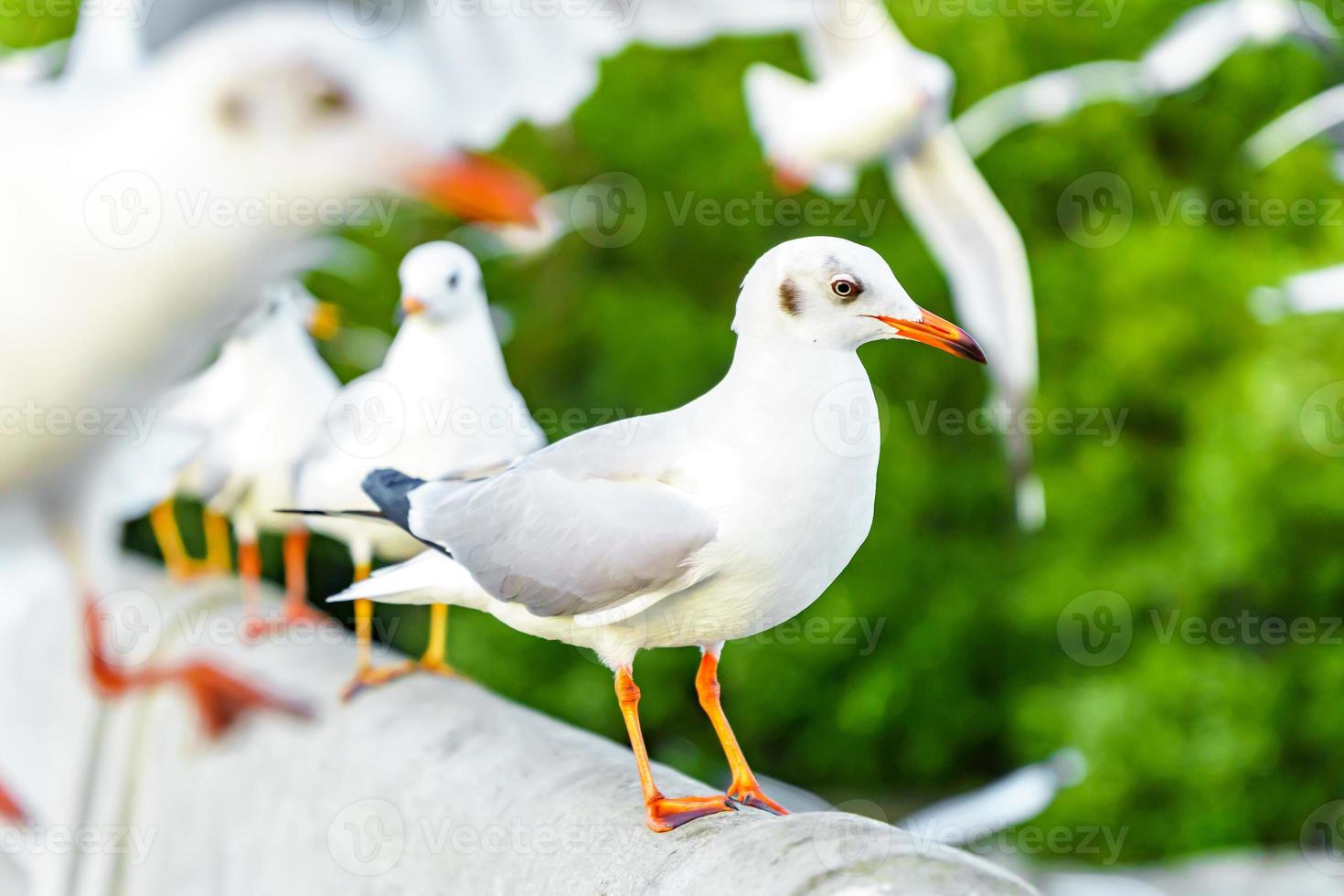 Flock of seagulls in nature photo