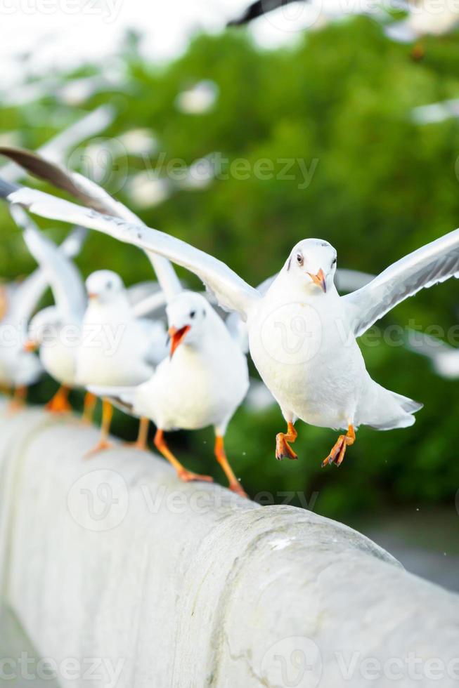 Flock of seagulls in nature photo