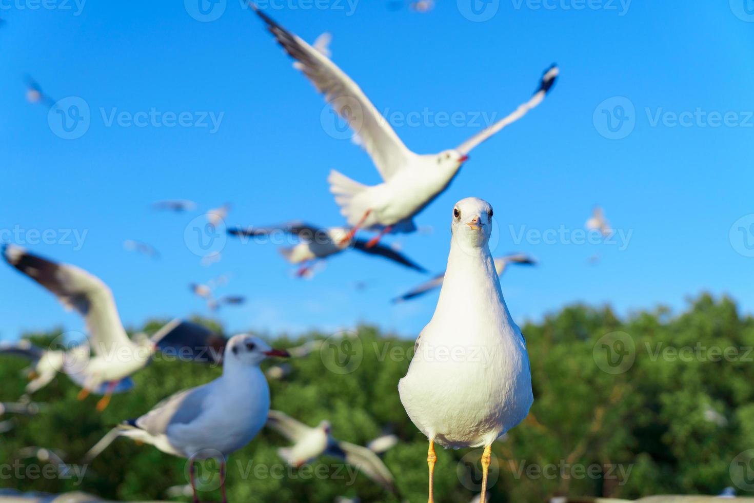 bandada de gaviotas en la naturaleza foto