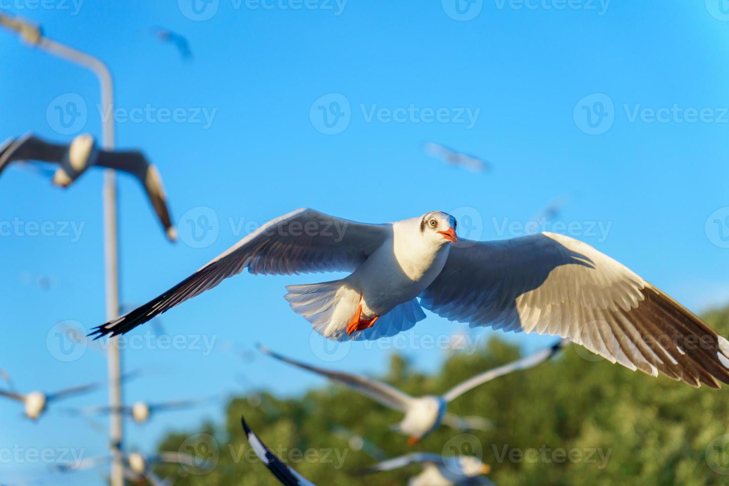 bandada de gaviotas en la naturaleza foto