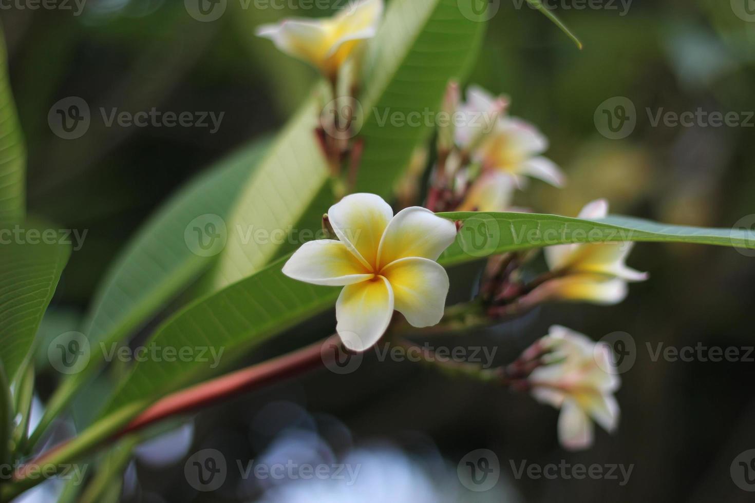 Yellow plumeria flowers blooming photo