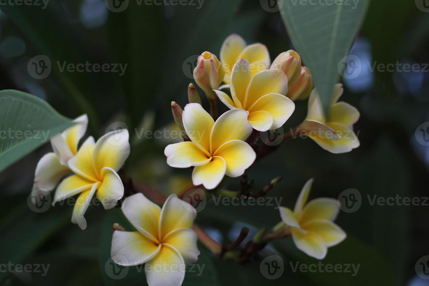 White Plumeria flowers blooming photo