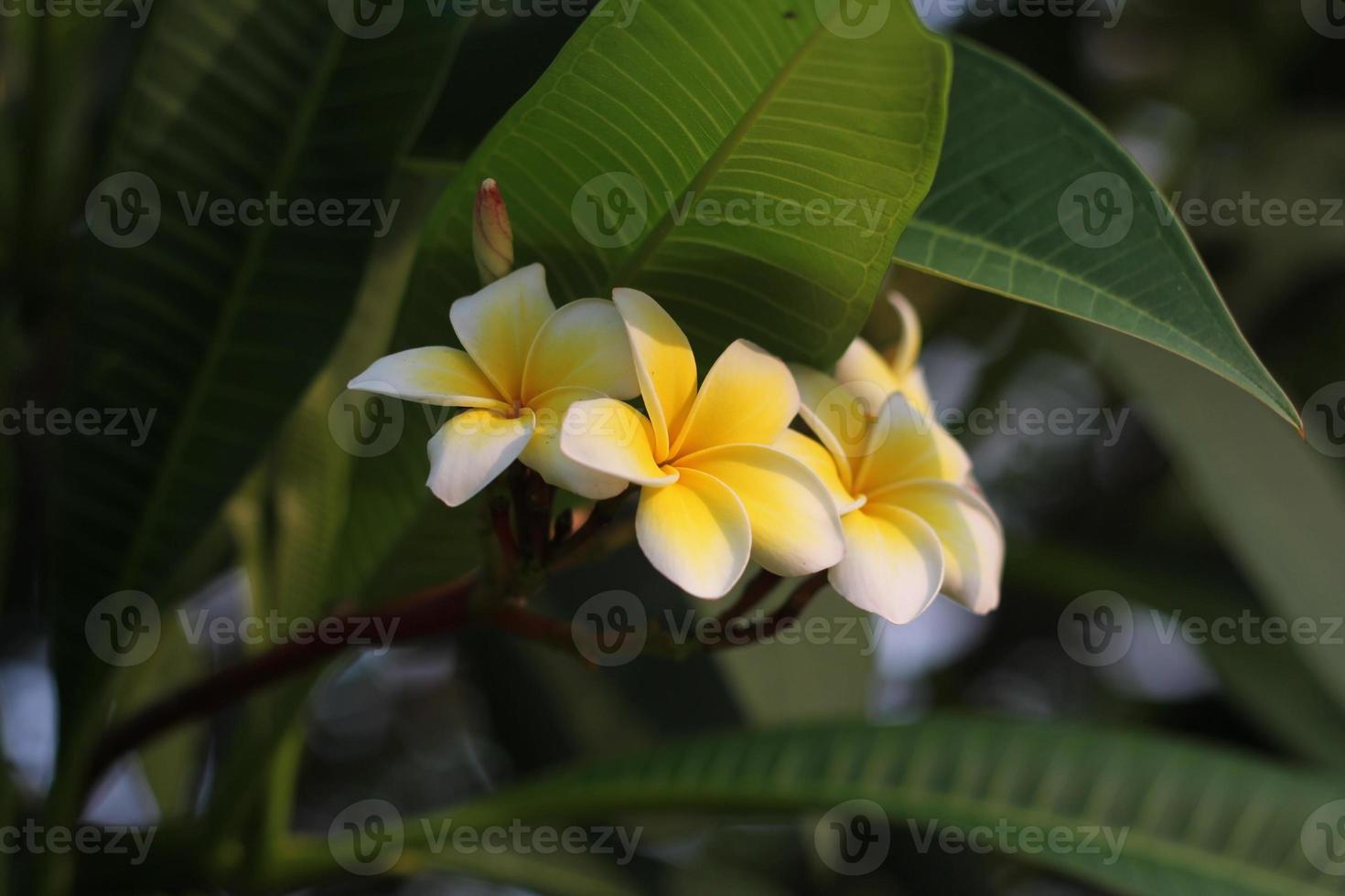 White Plumeria flowers blooming photo