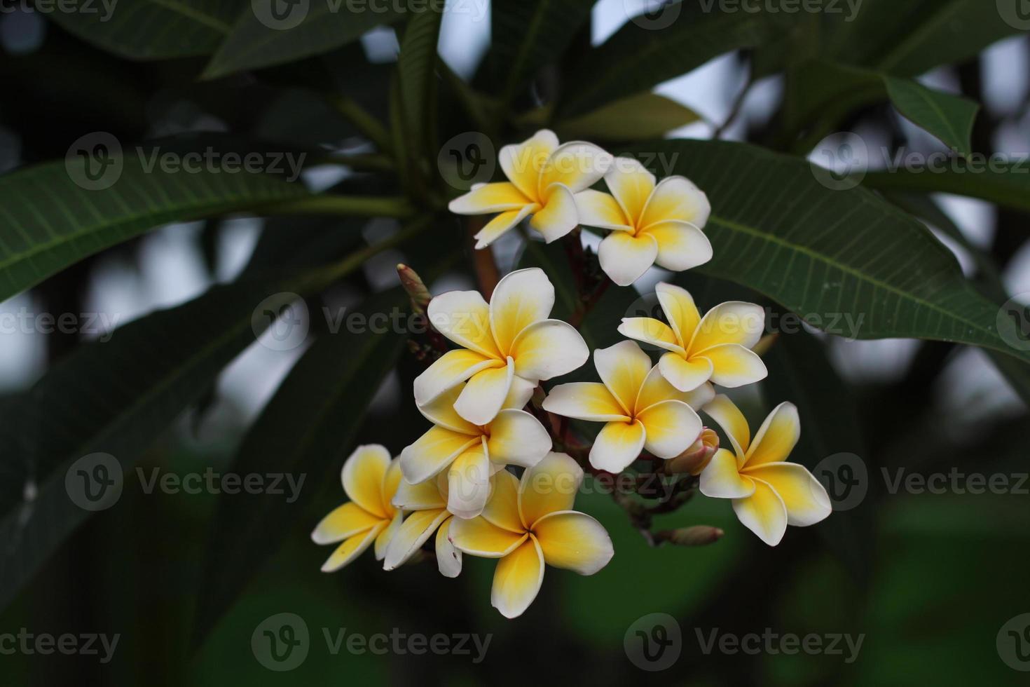 White Plumeria flowers blooming photo