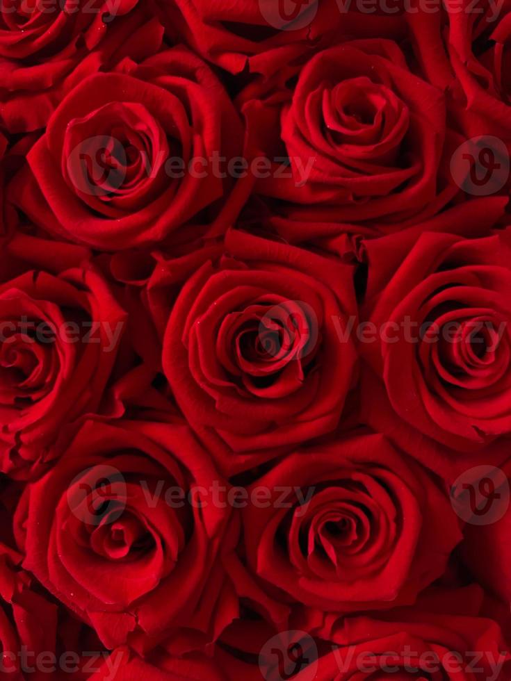 red roses background photo