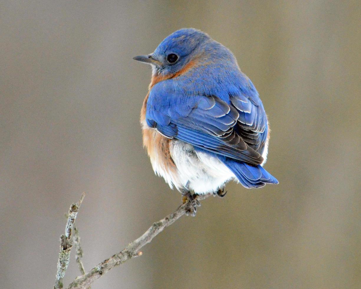 Eastern bluebird closeup photo