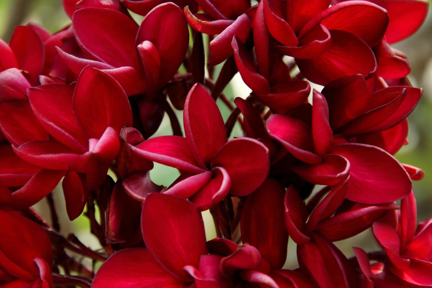 Red flowers of frangipani or plumeria. photo