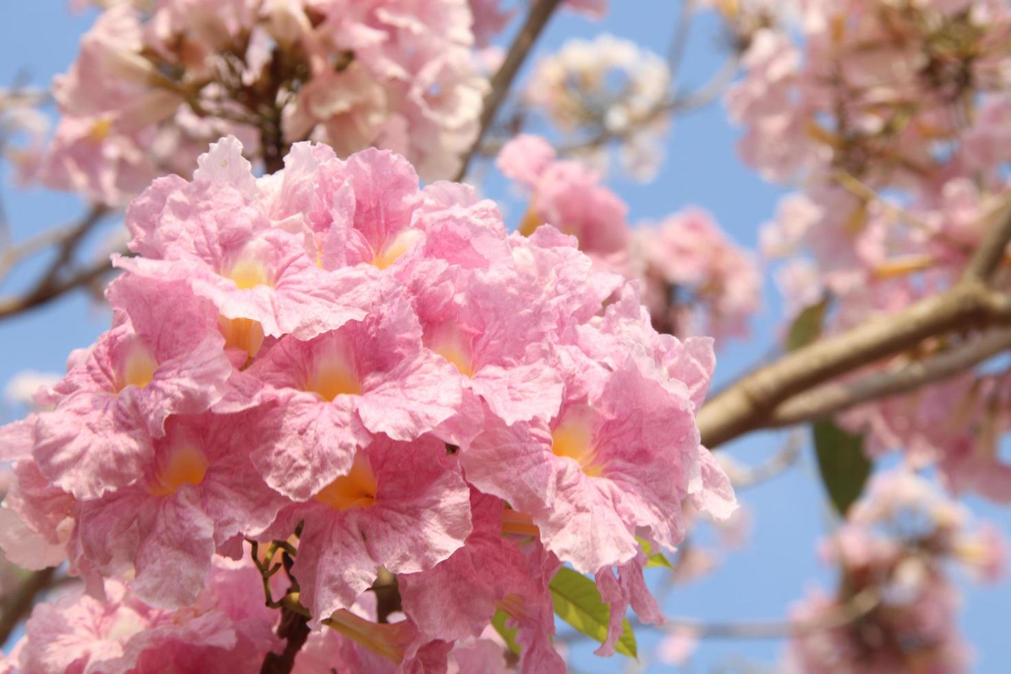 Pink Trumpet Tree's flowers and blue sky background, Thailand. photo