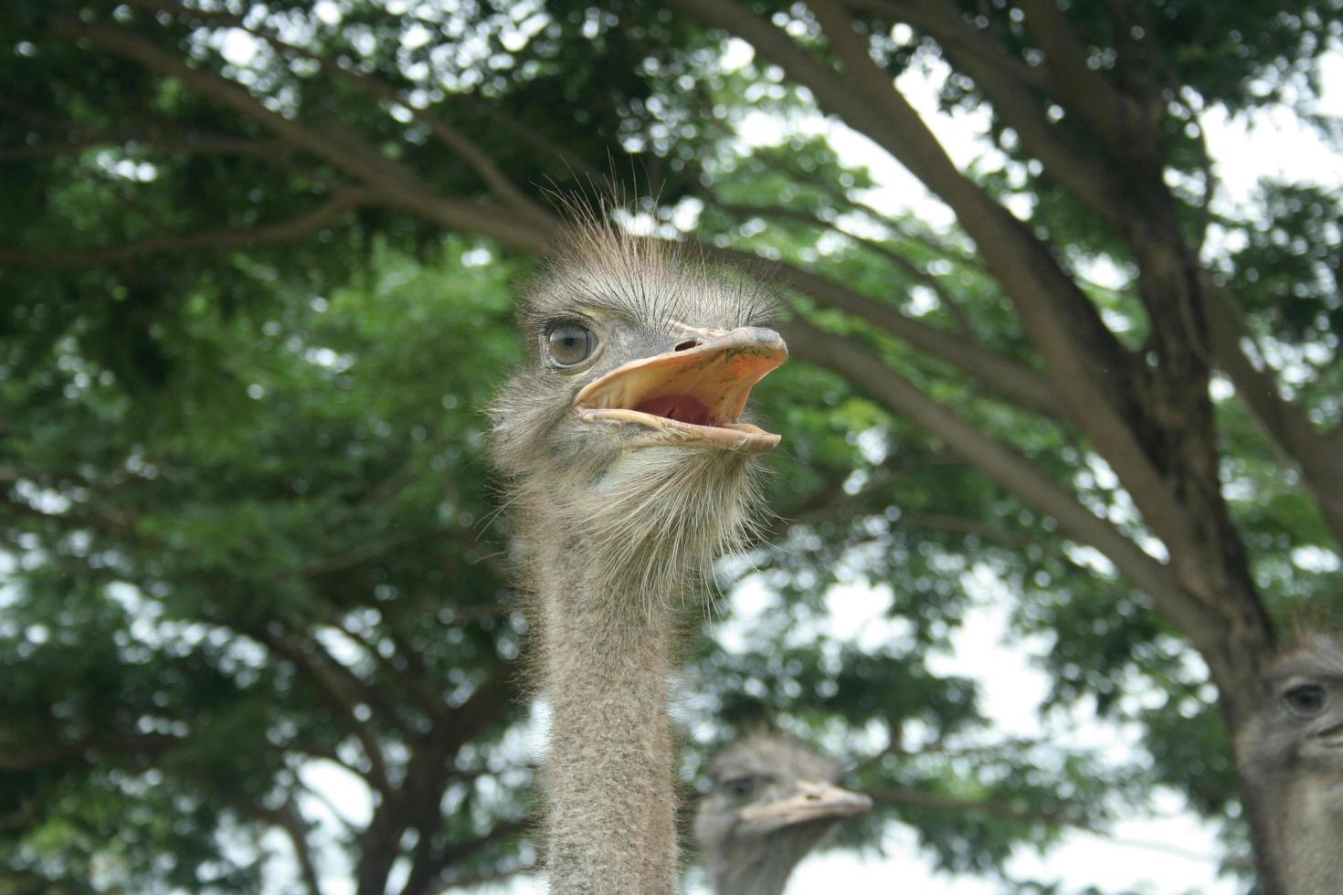 Head of ostrich in nature with blur tree background. photo