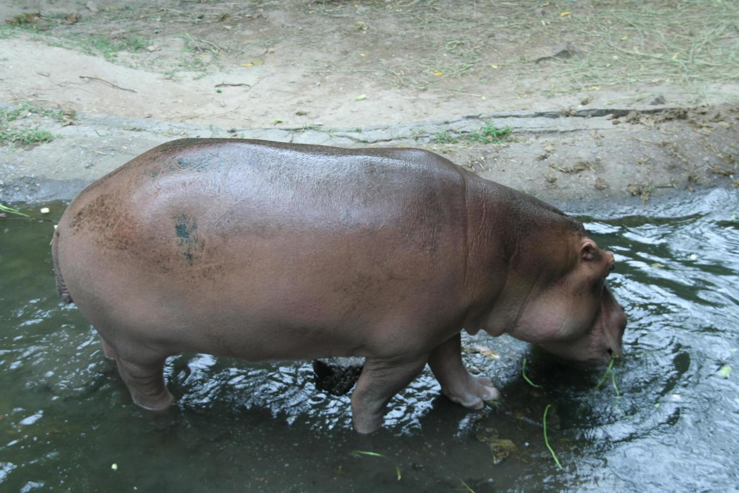 Hippopotamus is eating vegetable in swamp beside ground in park. photo