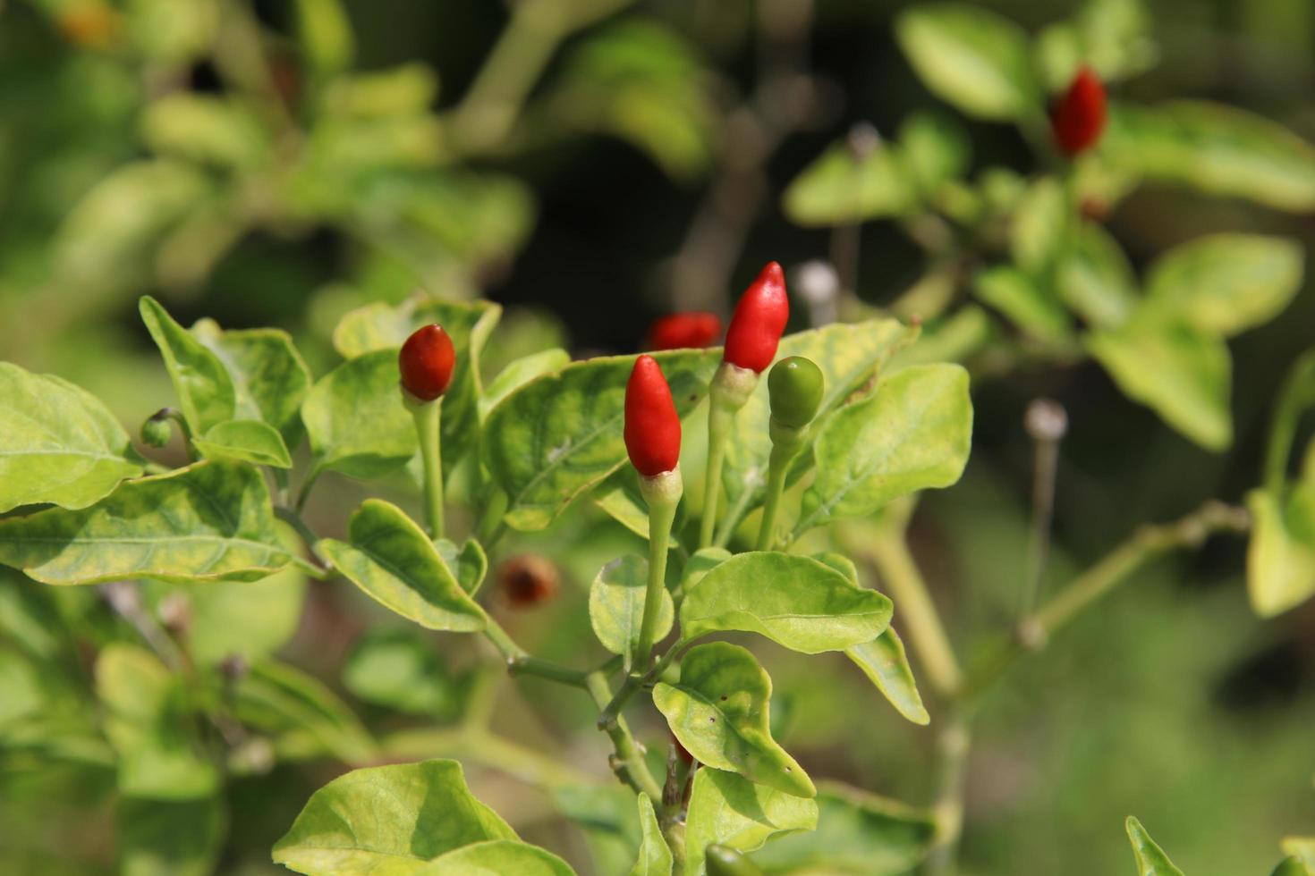 Fruits of Bird pepper are on branches, another name is guinea pepper, small capsicum, tiny fiery chilli, or hot chilli, Thailand. photo