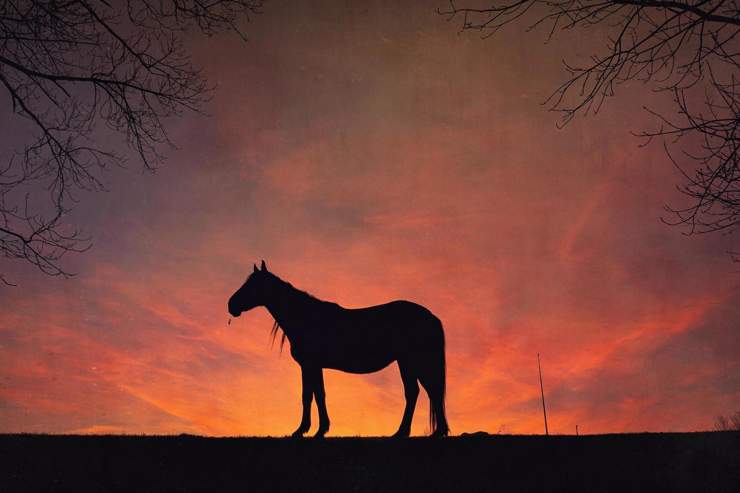 horse silhouette with a beautiful sunset background photo