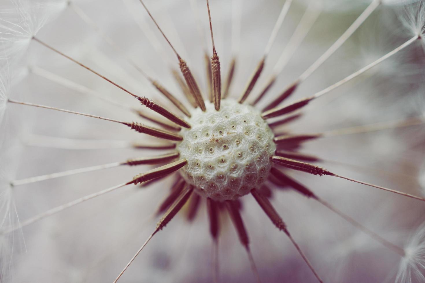 beautiful dandelion flower in spring season photo