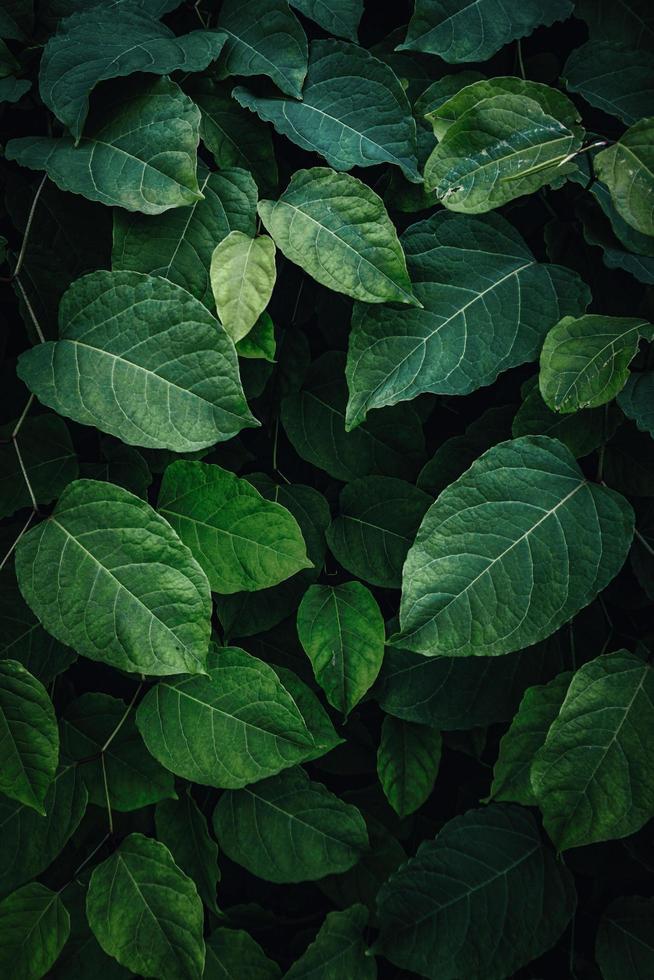 green plant leaves in the nature in spring season, green background photo