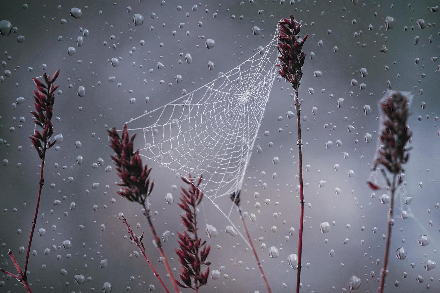 spider web and raindrops in autumn season photo