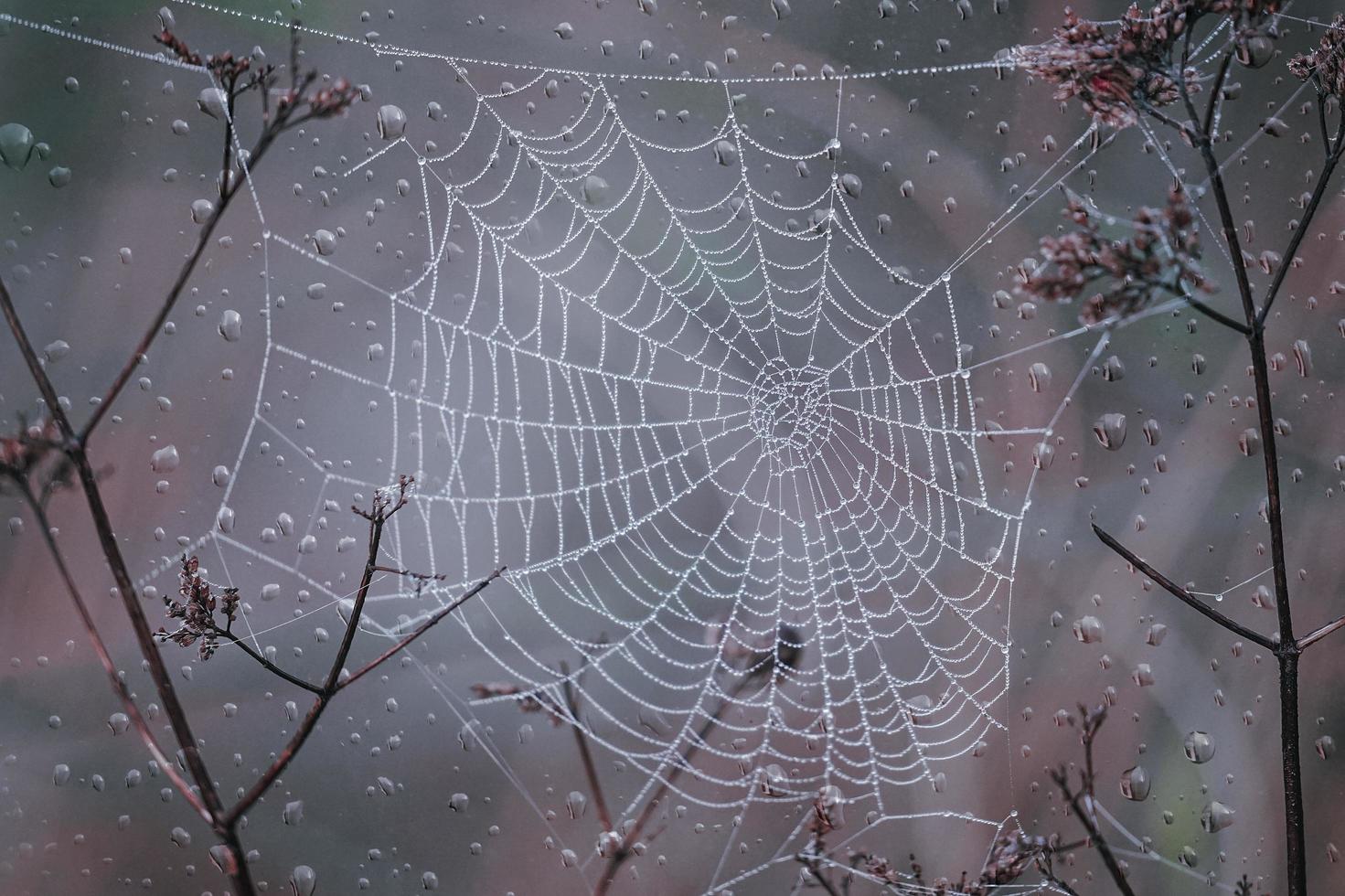 telaraña y gotas de lluvia en la temporada de otoño foto