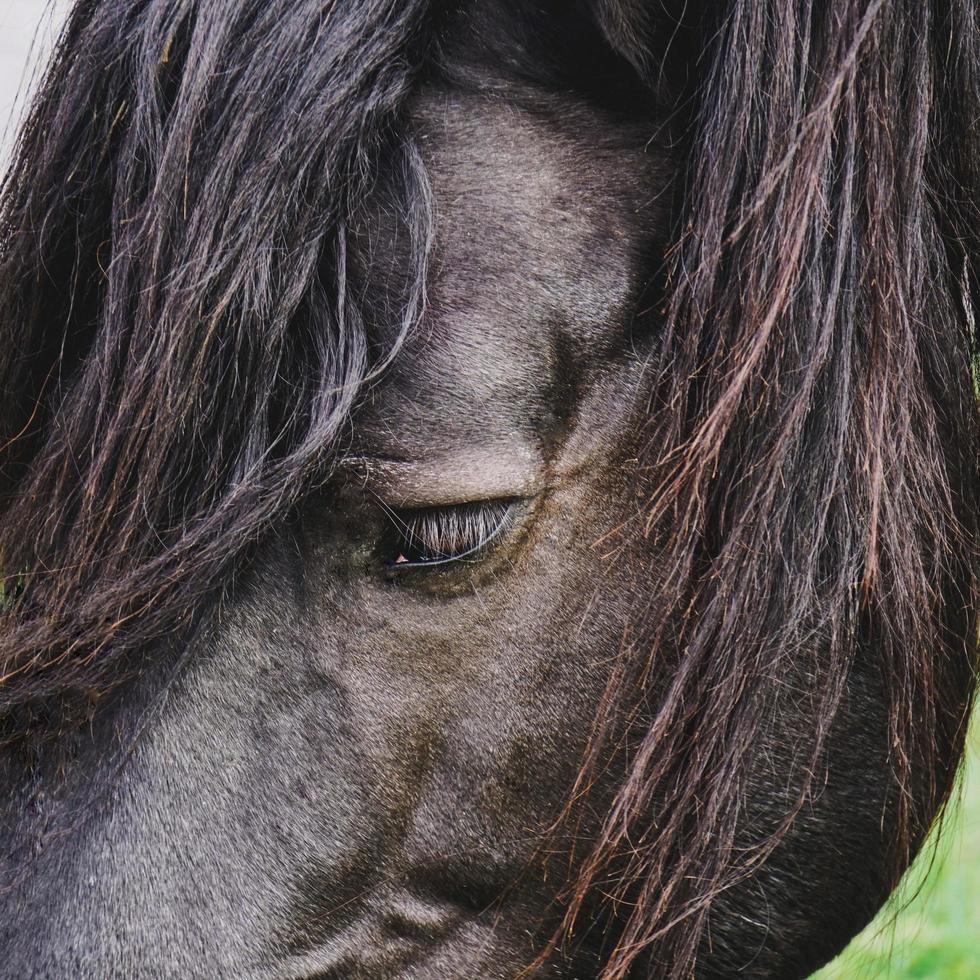 retrato de caballo negro, temas de animales foto