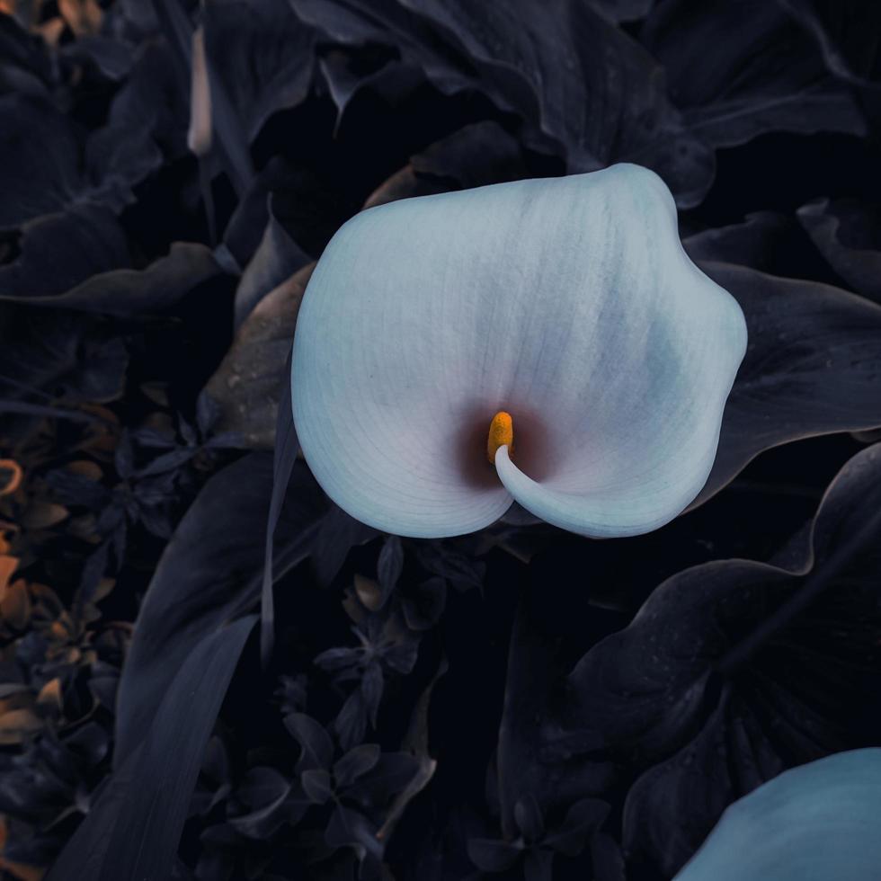 beautiful lily calla in the garden in spring season photo