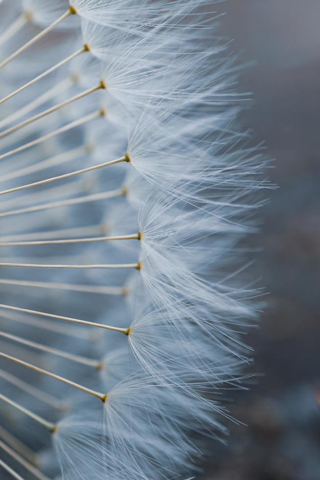 beautiful dandelion flower seed in springtime photo