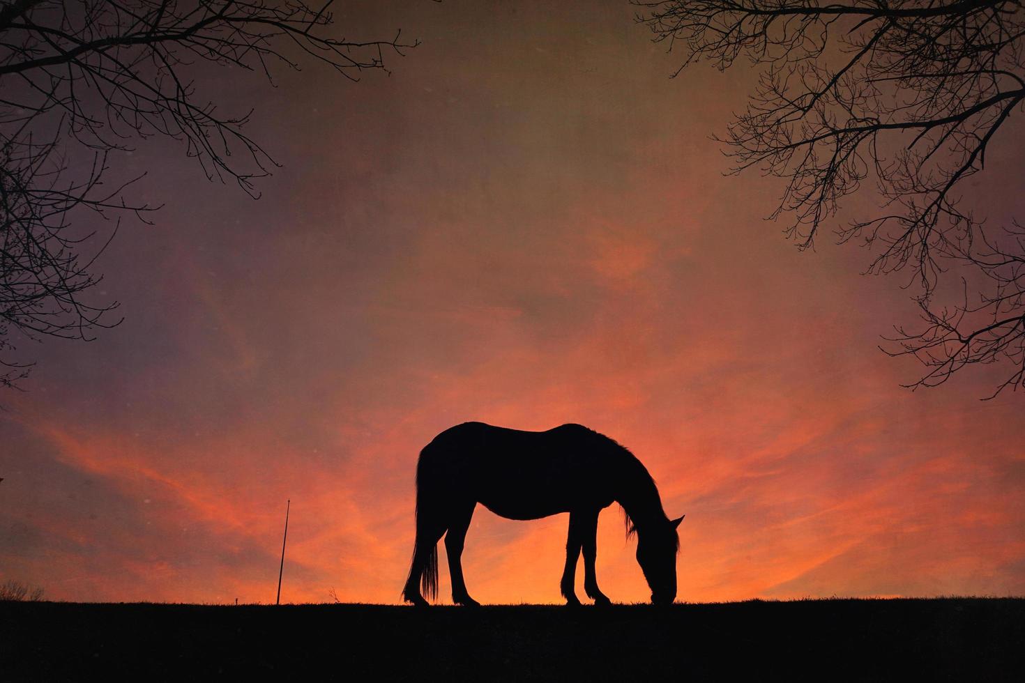 horse silhouette with a beautiful sunset background photo