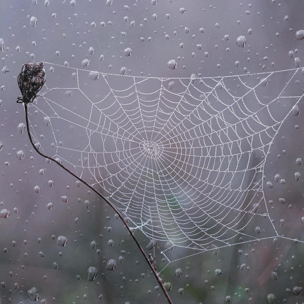 spider web and raindrops in autumn season photo