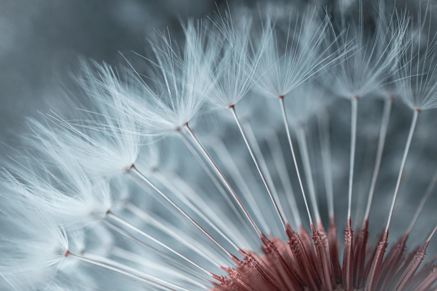 beautiful dandelion flower seed in springtime photo