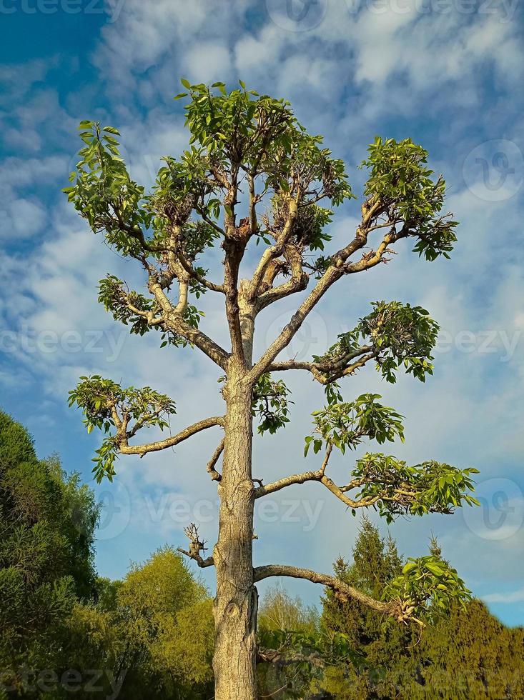 A tree against the sky in nature photo