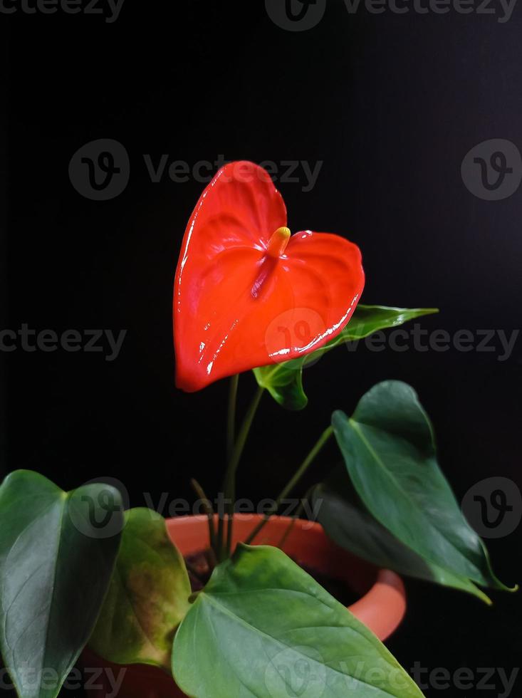 anthurium con una flor roja en forma de corazón foto